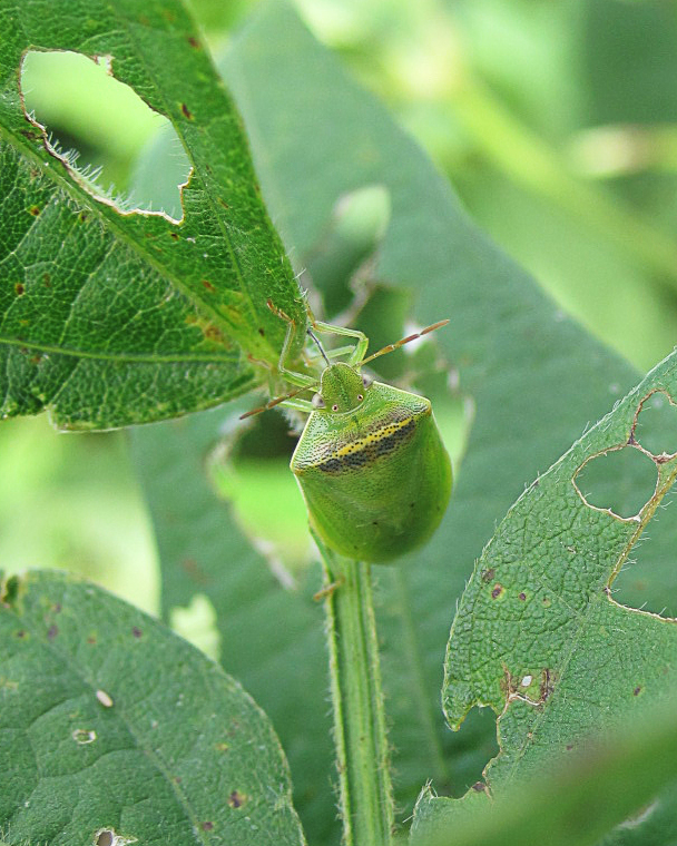 Cold weather reduced some pests, others unaffected